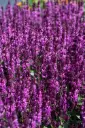 Metssalvei 'Royal Magenta' C2/D