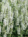 Metssalvei 'Sensation White' C2/D