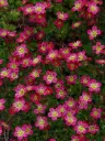 Arendsi kivirik 'Marto Picotee Red' P12*/C
