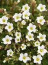 Arendsi kivirik 'White Star'  P12/B