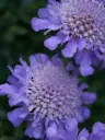Tui-tähtpea 'Butterfly Blue' P12*/C
