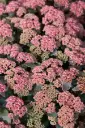 Kaunis kukehari 'Coraljade'® C1,4/E