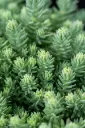 Kalju-kukehari 'Blue Spruce' P12/A