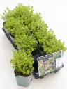 Sidrun-liivatee 'Lemon Variegata' P12*/B
