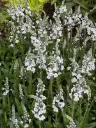 Emajuurelaadne mailane 'Tissington White' C1,4/E