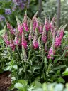 Kassisaba 'Bubblegum Candles'®  C1,4/D