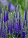 Kassisaba 'Ulster Dwarf Blue' C1,4/D