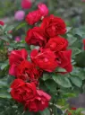 Pargiroos 'Hansaland'® C5