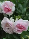 Pargiroos 'Ritausma' C5