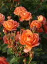 Peenraroos 'Phoenix'® C4