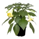 Inglitrompet P19/35cm kollane