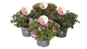 Suureõieline pelargoon 'Angel' valik 12Ø 25cm