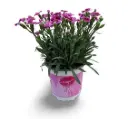 Potinelk 'Pink Kisses' P12/25cm 