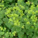 Punaraag-kortsleht P13 FloraLino 