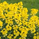 Harakalatv Golden Jubilee P13 FloraLino