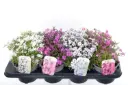 Nõeljalehine leeklill valik P13 FloraLino