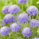 Tähtpea Mariposa blue P13 FloraLino