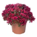 Kikkahari valik P13 FloraLino