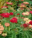 Raudrohi P19 FloraLino