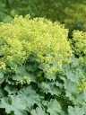 Pehme kortsleht P19cm FloraLino