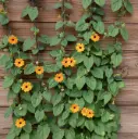 Tunbergia Susanna altkastmisega P27 