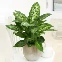 Diifenbahhia Compacta P8,5/28cm