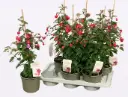 Fuksia püstine Bella Susanna P17cm 