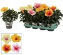 Hibisk valik P17/50cm