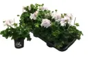 Suureõieline pelargoon Double white