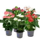 Flamingolill mix P9/25cm  