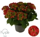 Hortensia potis P10/22cm punane