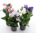 Preeriakell potis valik P120/30cm 
