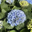 Suurelehine hortensia ampel P27cm