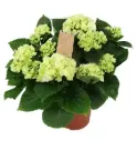 Suurelehine hortensia Crystal Palace P24/30cm 