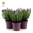 Prantsuse lavendel Bella Toscane P12/30cm