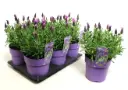 Prantsuse lavendel Fantasy Early Pink P12/30cm 
