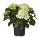 Hortensia P30/45cm (valge) 