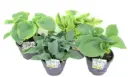 Hosta valik P13/25cm