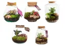 Klaasist terraarium taimedega Ø17cm