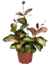 Harilik vahalill Tricolor P14/27cm