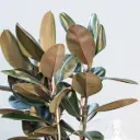 Kummi-viigipuu 'Cloe' P19/65cm