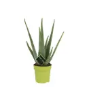 Aloe Medivera valik P14/30cm