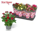 Potiroos Star Roses P12cm