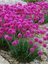 Merikann Abbey Deep Rose P14cm