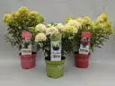Aedhortensia 'Gardenlight' valik C5/55cm