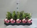 Lillhernes 'Cherry Cupid' P12/25cm