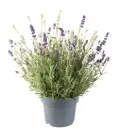 Tähklavendel Masters Blue White P13/26cm 