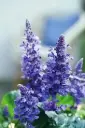 Salvia Salgoon P17cm 