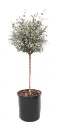 Eukalüpt Gunnii tüvel P22/100cm 