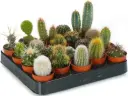Kaktus mix Ø8,5cm